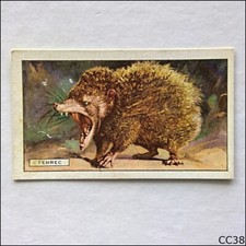 Gallaher Wild Animals #16