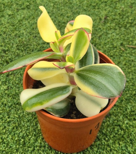 Crassula ovata return - , of