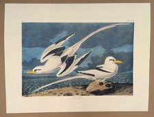 J J Audubon Birds Print -
