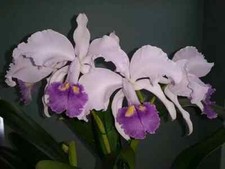 Cattleya Lawre-mossiae var