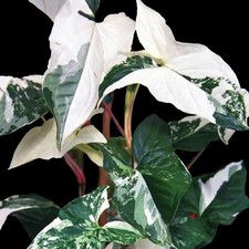 Syngonium Albo Variegated Rooted Cutting