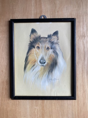 Rough collie dog john evans - rough,