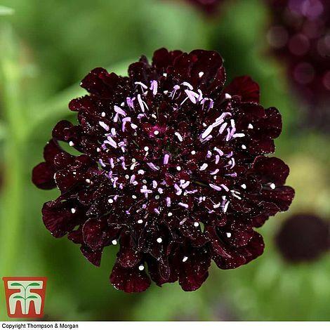 Thompson morgan scabious ace - morgan,
