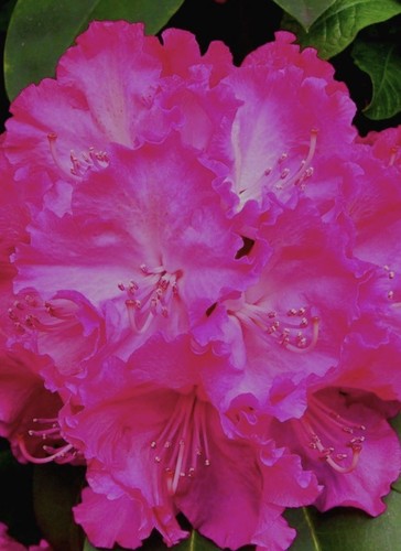 Rhododendron germania 17cm pot - germania,
