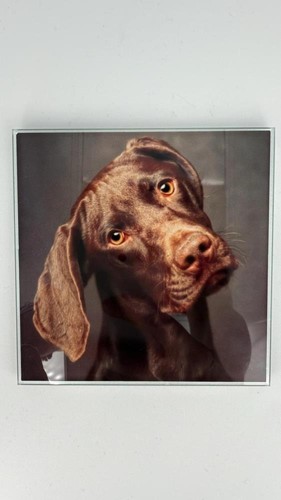 German shorthaired pointer - german,