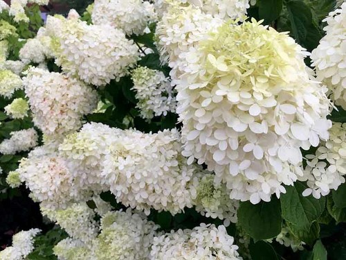 Hydrangea paniculata white - hydrangea,