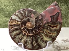 Crystal half ammonite - crystal,