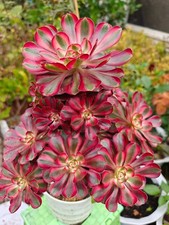Aeonium Chanel Rooted plant -