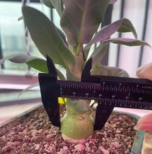Dia 3.1cm Rare Cacti Adenia