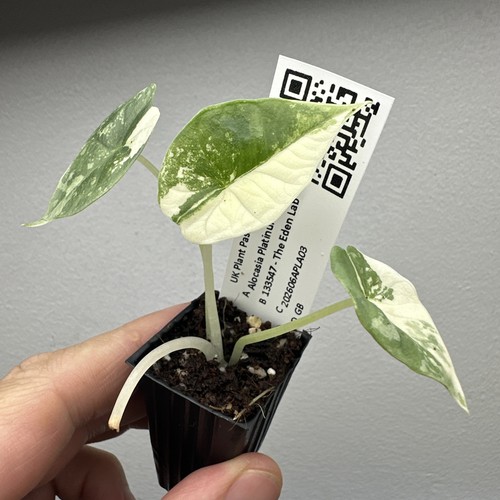 Alocasia platinum albo very - ,