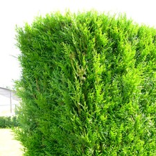 20 X THUJA PLICATA 'ATROVIRENS' RED CEDAR EVERGREEN HARDY HEDGING PLANT IN POT