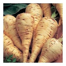 PARSNIP - GUERNSEY - 5 GRAMS