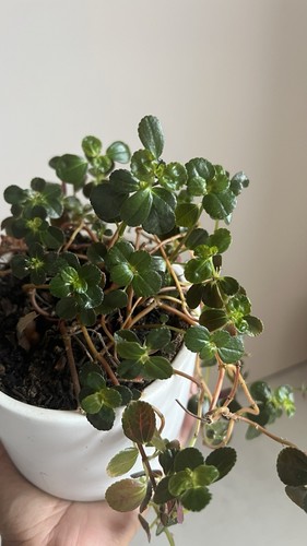 Mystery house plant cutting