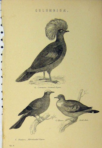 Original old antique print - old,