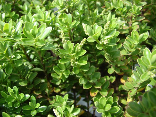Hebe rakaiensis rakai - rakai, compact