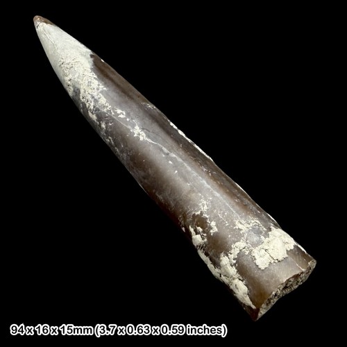 Belemnite fossil jurassic - fossil,