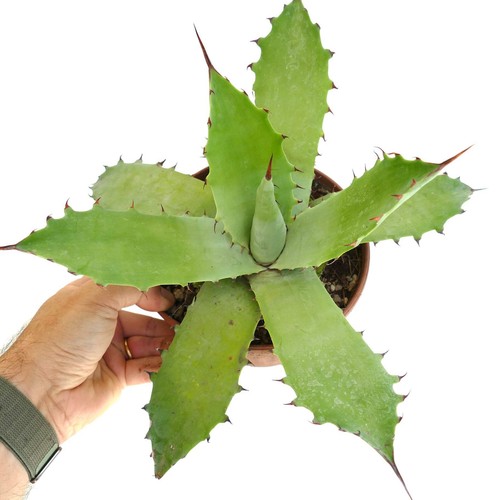 Agave bovicornuta americana - agave,