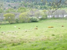 Photo 6x4 Pasture land beside