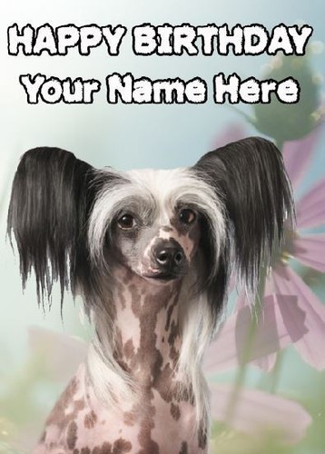 Chinese crested birthday card - chinese,