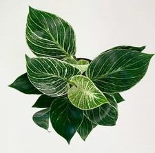 Rare Philodendron Birkin -