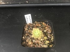 Pinguicula Agnata x Gypsicola