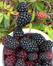 roll on  DEWBERRY PERFUME edt