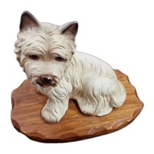 Westie Highland Terrier Dog
