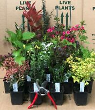 5X MIXED ESTABLISHED GARDEN SHRUBS - HIGH QUALITY POTTED PLANTS DirectPlants™