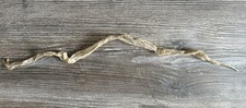 Royal Python Snake Skin Shed