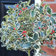 Holly Argentea Marginata Hardy Tree Winter Berries 1x 9cm Potted Plant by T&M