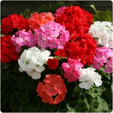 Geranium F1 Horizon mixed colours Pelargonium x 6 Plug Plants  