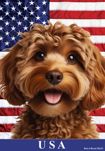 Cockapoo chocolate - cockapoo,