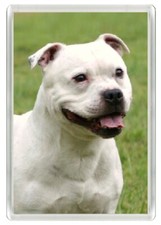 STAFFORDSHIRE BULL TERRIER WHITE DOG HEAD ART NOVELTY FRIDGE MAGNET GREAT GIFT