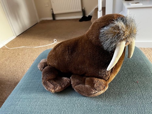 Walrus from sea - sea, world