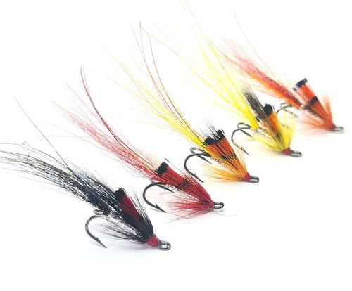 Ally shrimp wild - ally's,