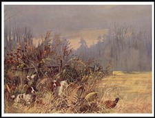 COCKER SPANIEL DOGS AT WORK