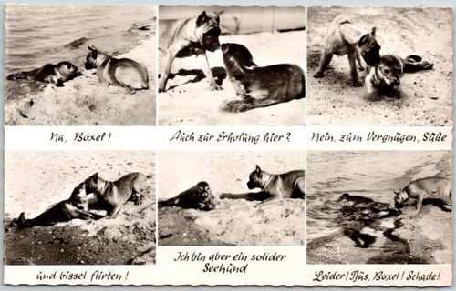 Playful boxer dog interacting - boxer,