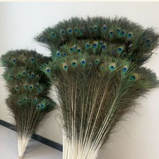 10/20Pcs Natural Peacock