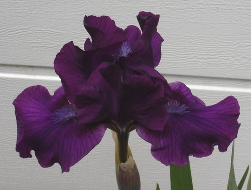 August delivery std dwarf - delivery,