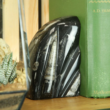 Marble Bookends with Belemnite