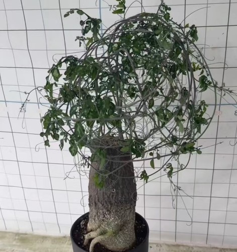 Sale adenia perrieri - sale,