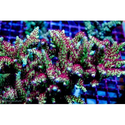 Aci cultured strawberry fields - strawberry,