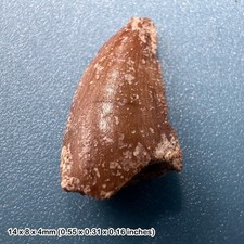 Genuine raptor dinosaur tooth