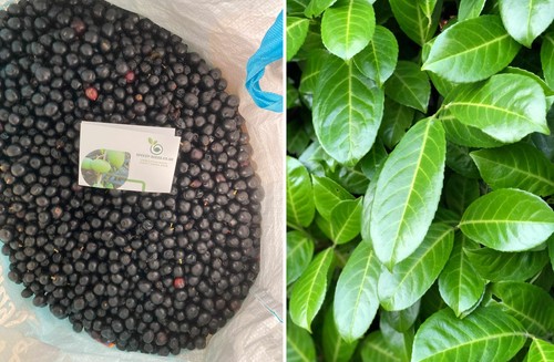 Cherry laurel seeds - laurel, |