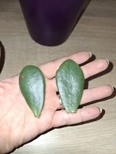 Jade Tree / Money Tree Plant 1× Large Leaf Cutting Unrooted - Easy To Propagate