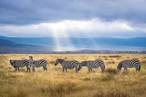 Zebra grazing grass field - zebra, on