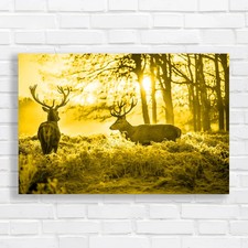 Majestic Deer Couple Bathe In
