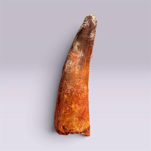 Spinosaurus tooth fossil - tooth,