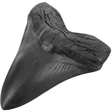 Black Shark Teeth Fossil 5Inch