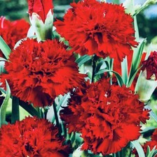 50 х Dianthus Chabaud-